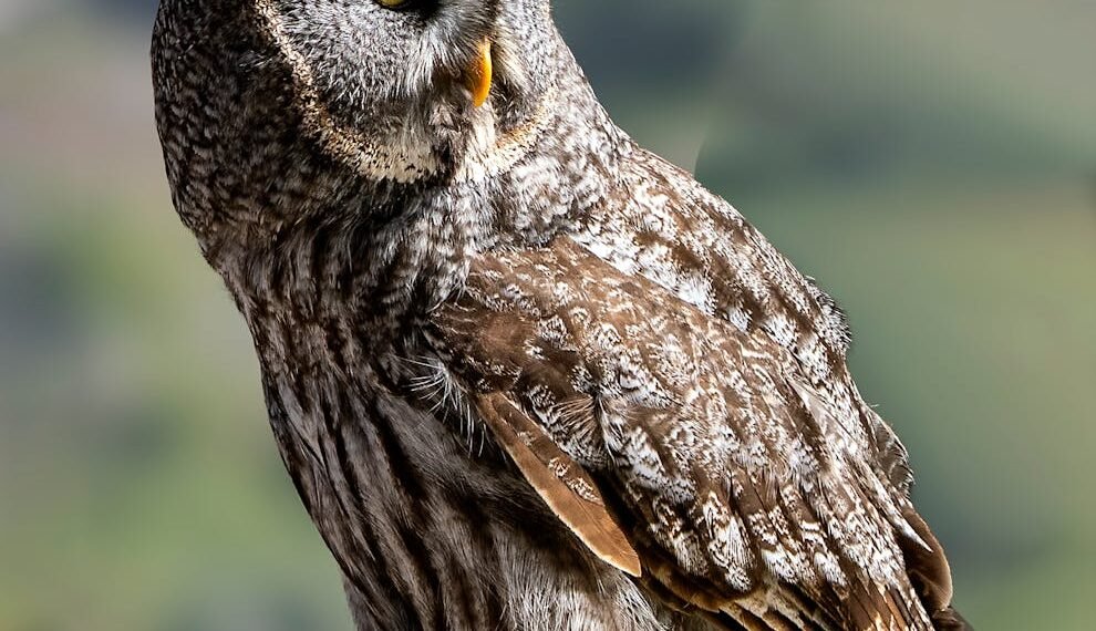 Unveiling The Outbreak: Breaking Bird Flu News And Updates 1 Bird Flu News