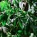 Choosing Your High: Understanding Indica Vs Sativa Strains 8 Indica Vs Sativa Strains