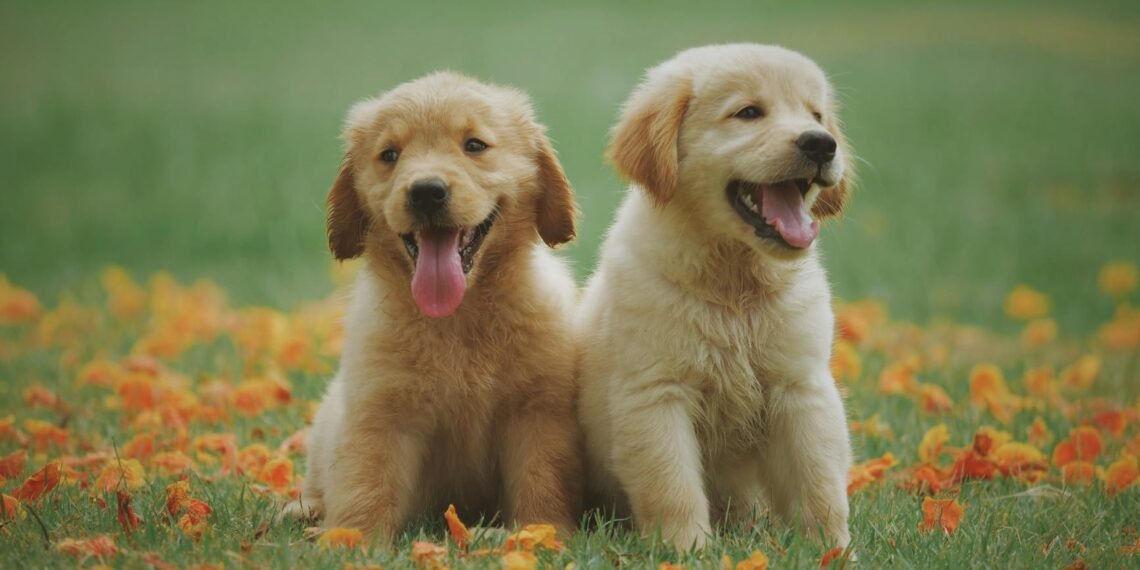 Transform Your Home Into A Pet Haven With The Best Pet Supplies 1 Pet Supplies