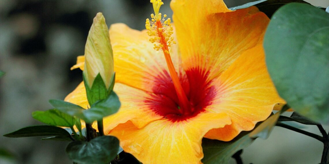 A Garden Full Of Surprises: Exploring Hibiscus Plant Varieties 1 Hibiscus Plant Varieties