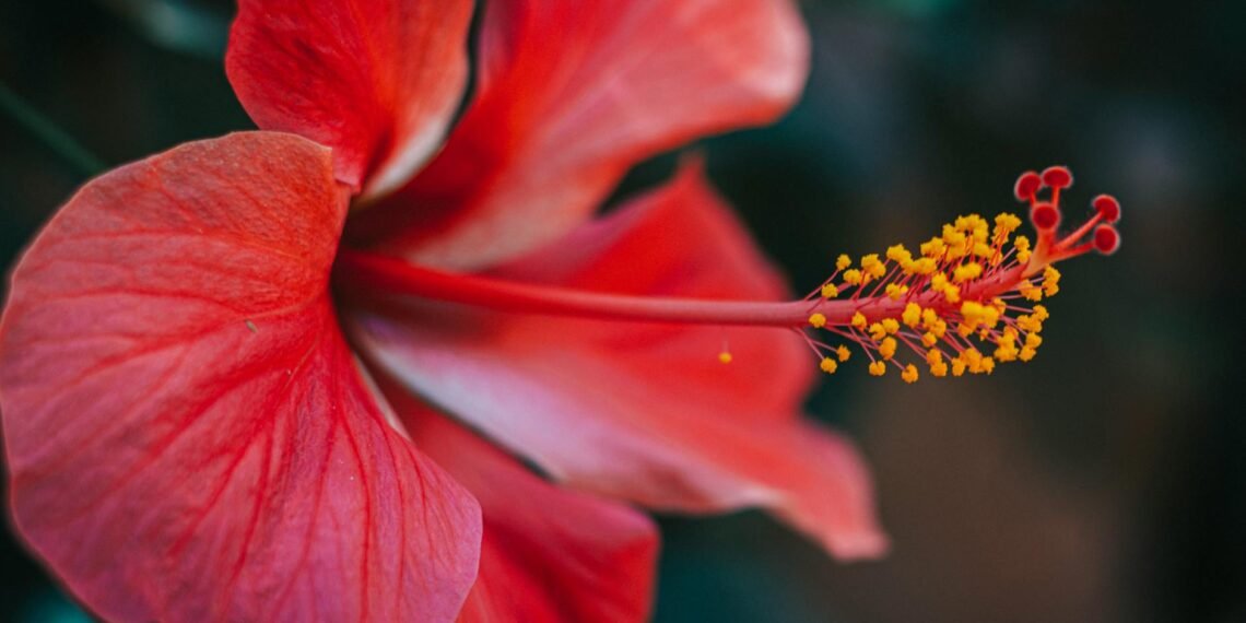 The Language Of Blooms: Understanding Hibiscus Flower Colors 1 Hibiscus Flower Colors