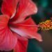 The Language Of Blooms: Understanding Hibiscus Flower Colors 8 Hibiscus Flower Colors