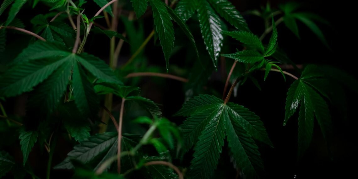 Sativa Vs Indica: The Clash Of Cannabis Types Explained 1 Sativa Vs Indica Differences