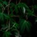 Sativa Vs Indica: The Clash Of Cannabis Types Explained 8 Sativa Vs Indica Differences
