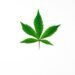 Exploring The Options: Sativa Vs Indica Strains - Choosing Your Ideal Experience 8 Sativa Vs Indica Strains