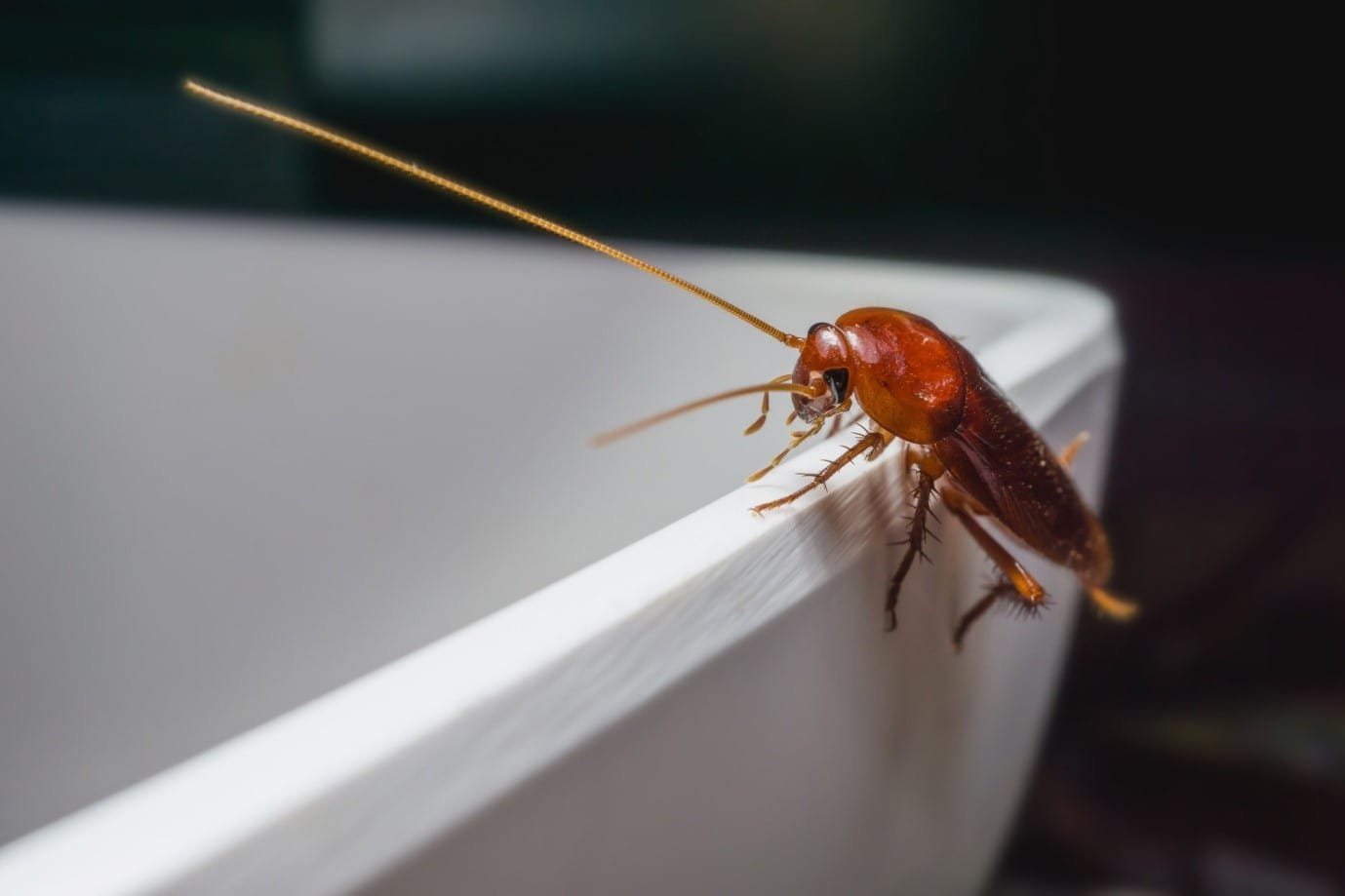 3 Common Household Pests And How To Deter Them