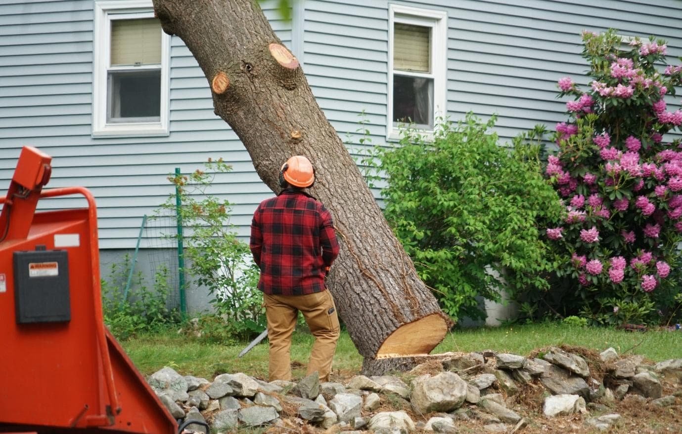 How To Pick A Tree Removal Company: Everything You Need To Know