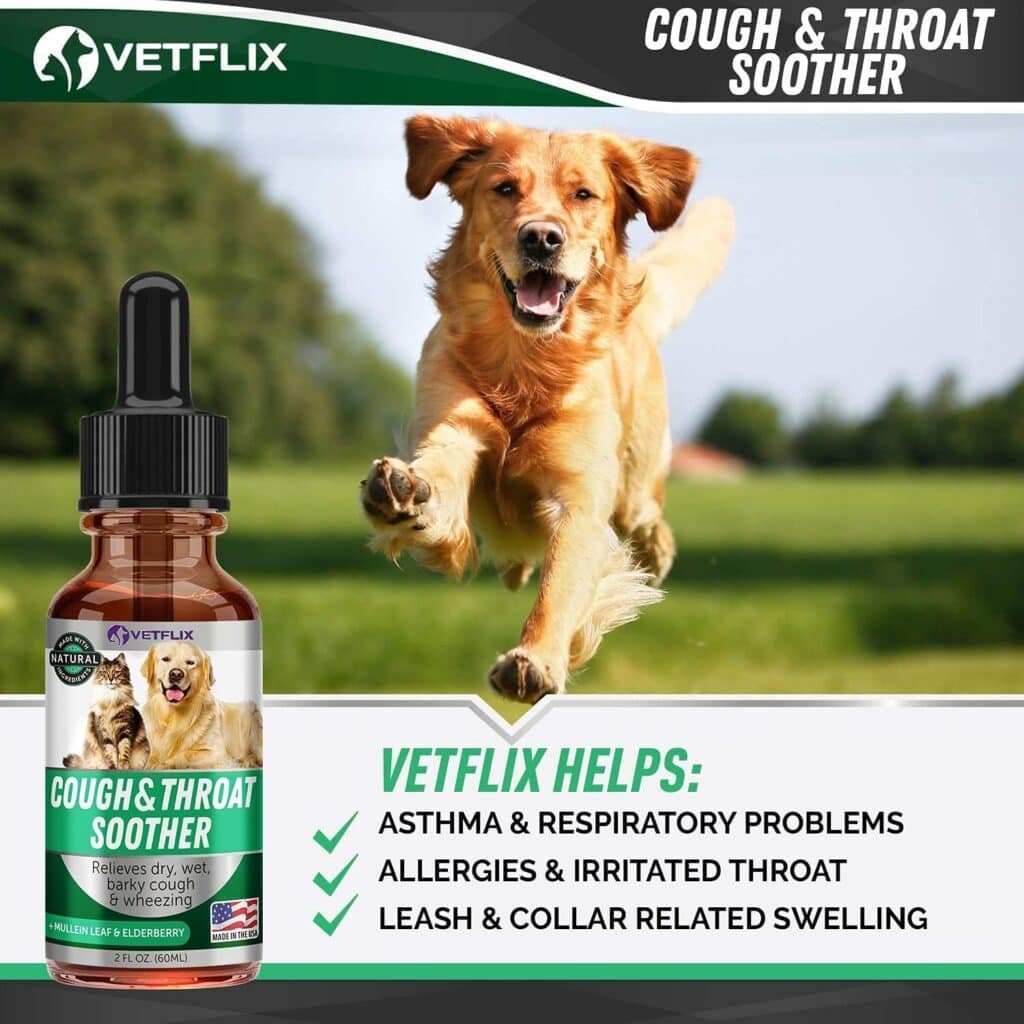 Can Cats Catch Kennel Cough From Dogs? 2 Can Cats Catch Kennel Cough From Dogs? 1