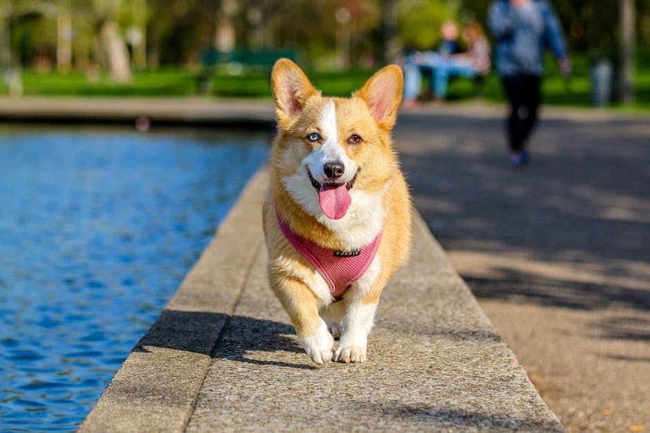 3 Warning Signs It'S Too Hot To Walk A Dog