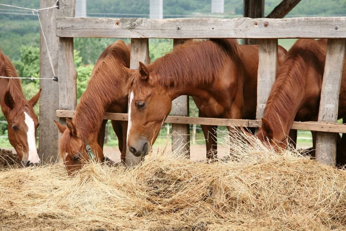Common Signs Of Sickness In Horses