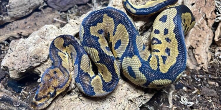 Why Should You Buy A Ball Python