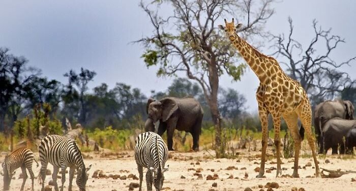 Zimbabwe Safaris: The Ultimate Wildlife Experience 1
