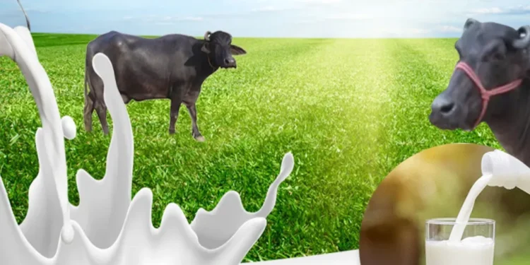 Unveiling The Goodness Of Buffalo Milk: A Comprehensive Guide