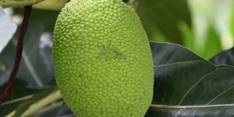 Benefits Of Jackfruit