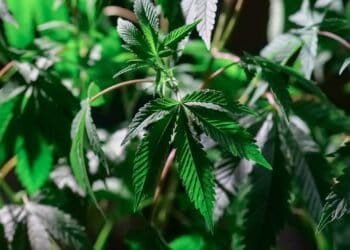 Indica Vs Sativa Strains