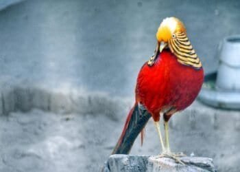 Best Travel Insurance Companies