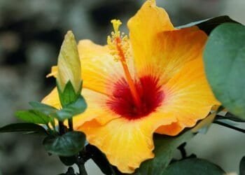 Hibiscus Plant Varieties