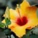 Hibiscus Plant Varieties