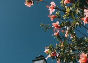 How To Propagate Hibiscus Plants