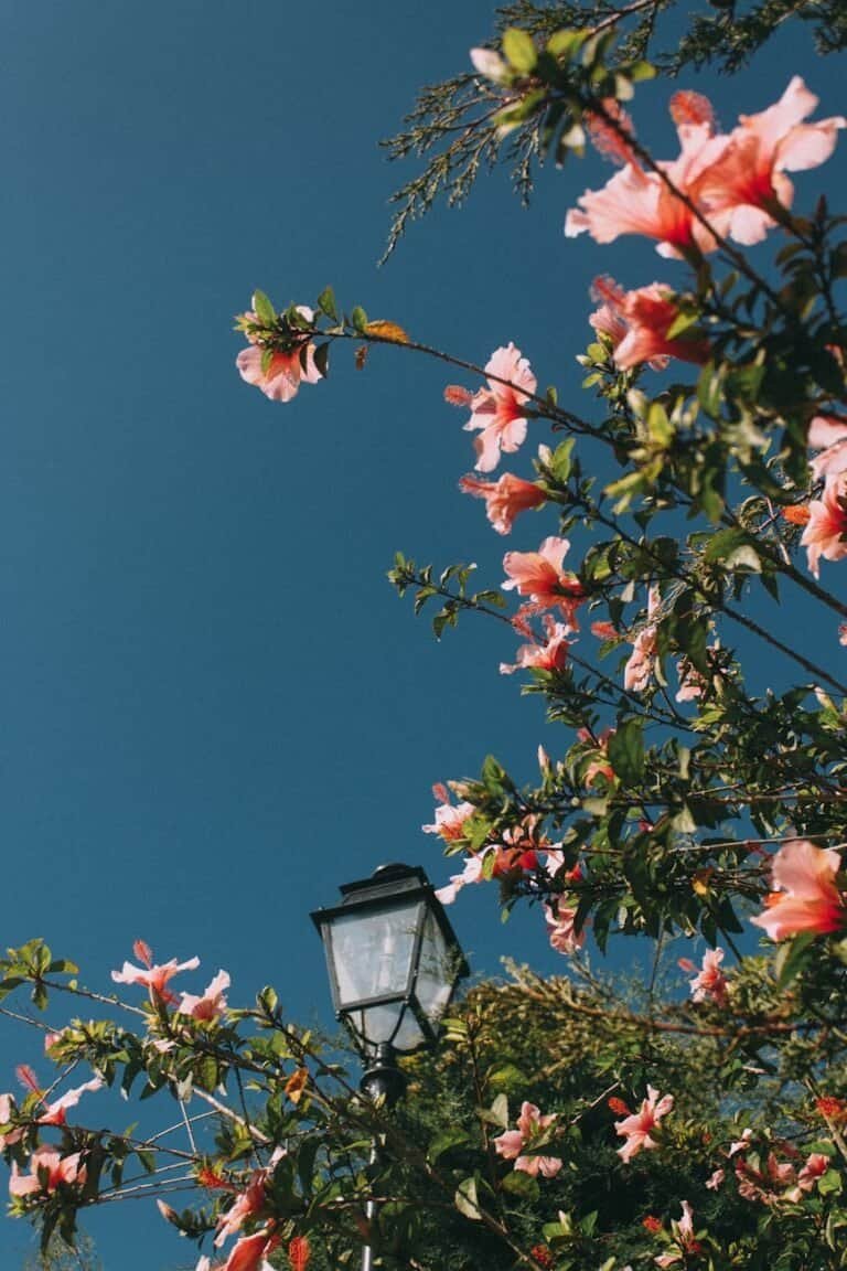 how to propagate hibiscus plants