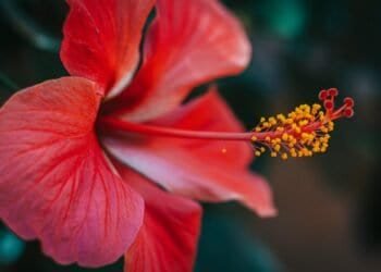 Hibiscus Flower Colors