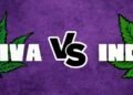 Sativa Vs Indica High