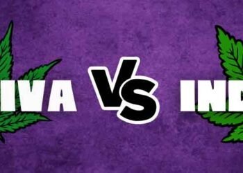 Sativa Vs Indica High