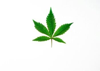 Sativa Vs Indica Strains