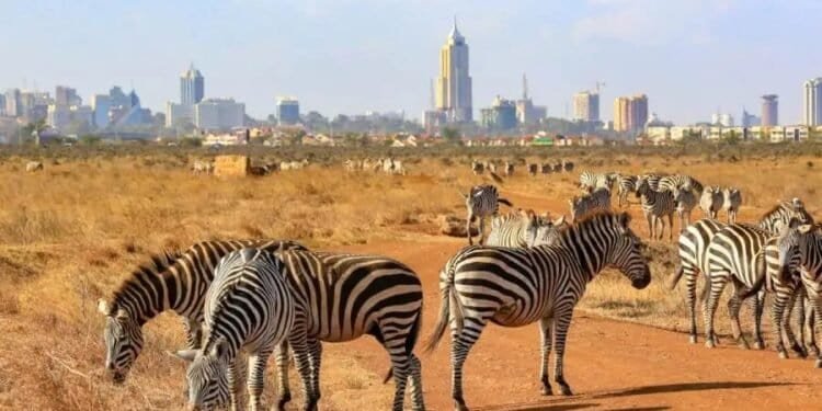 Nairobi National Park: A Wildlife Oasis On The City'S Doorstep 1