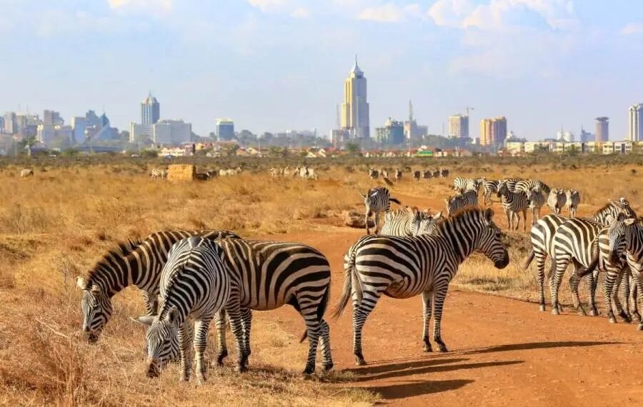 Nairobi National Park: A Wildlife Oasis On The City’S Doorstep