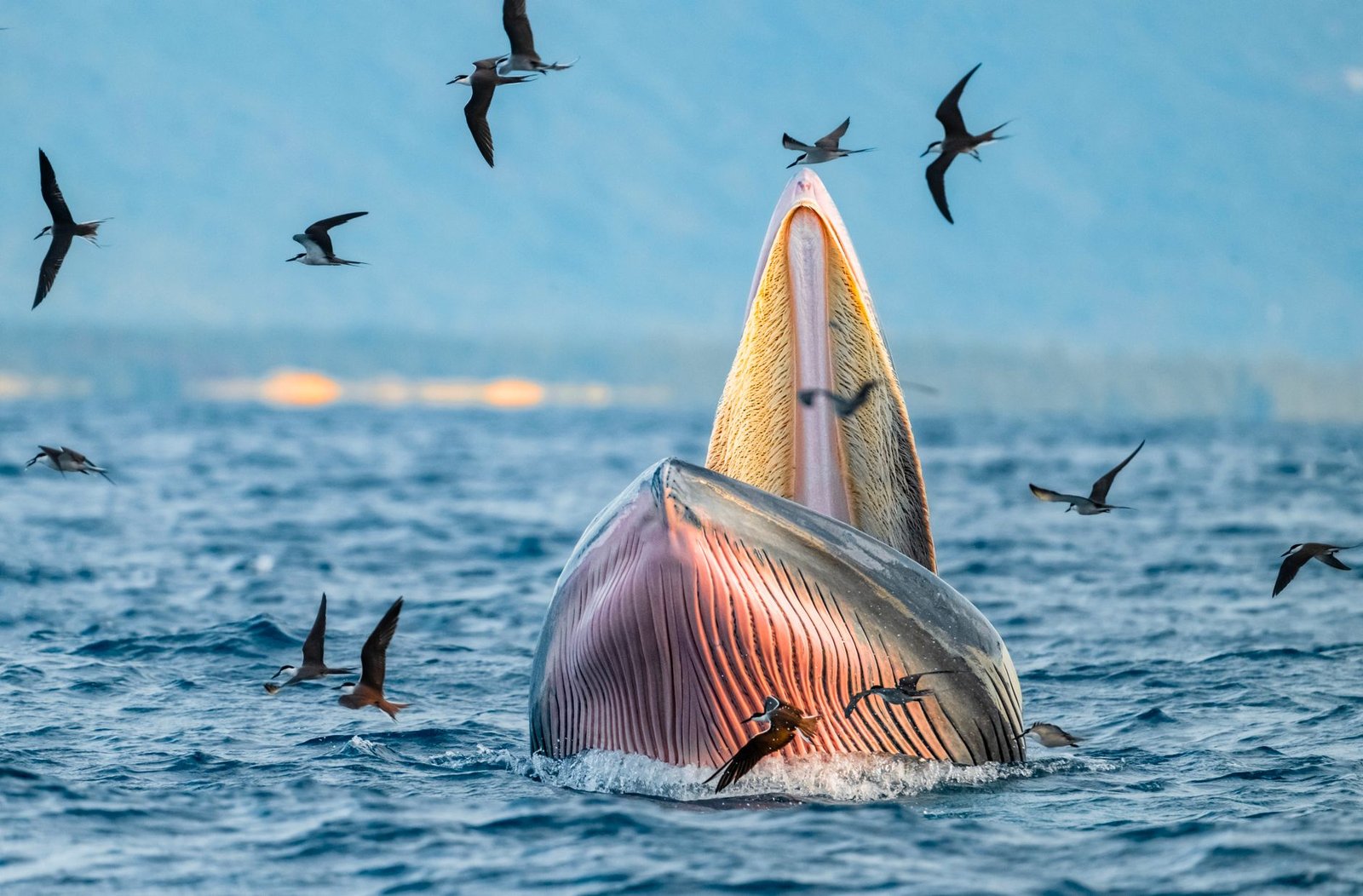 National Geographic Lindblad Gastrointestinal Outbreak 2026: Traveler Guide