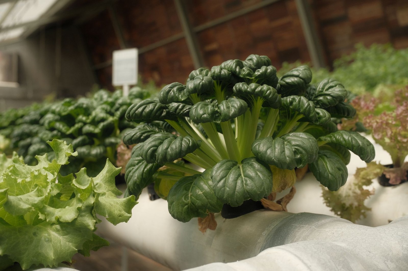 Sustainable Home Gardening 2026: Your Complete Guide to US Urban Homesteading